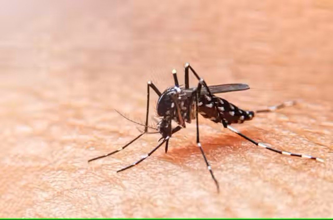 Dengue & Tropical Fevers     